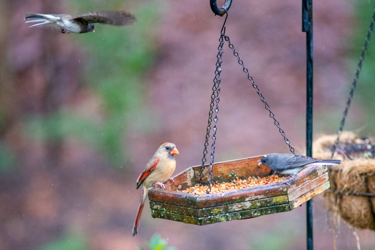 How To Attract Birds To Your Backyard? - BackyardPatioLife