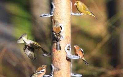 kinds of bird feeders
