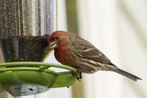 kinds of bird feeders