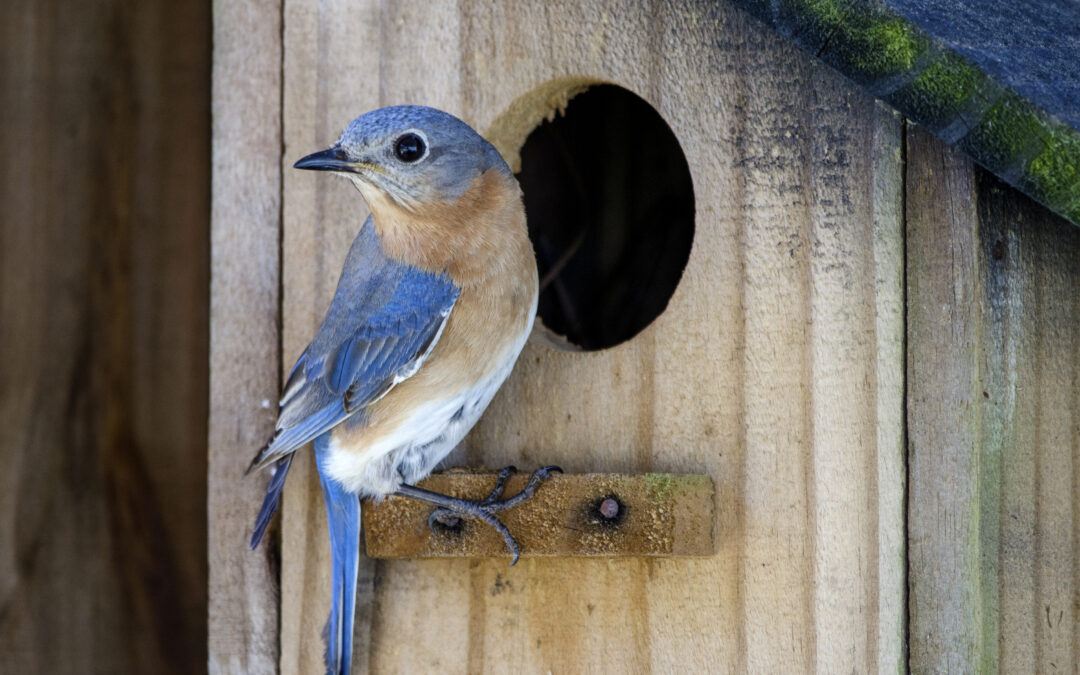 Types Of Birdhouses For Wild Birds BackyardPatioLife