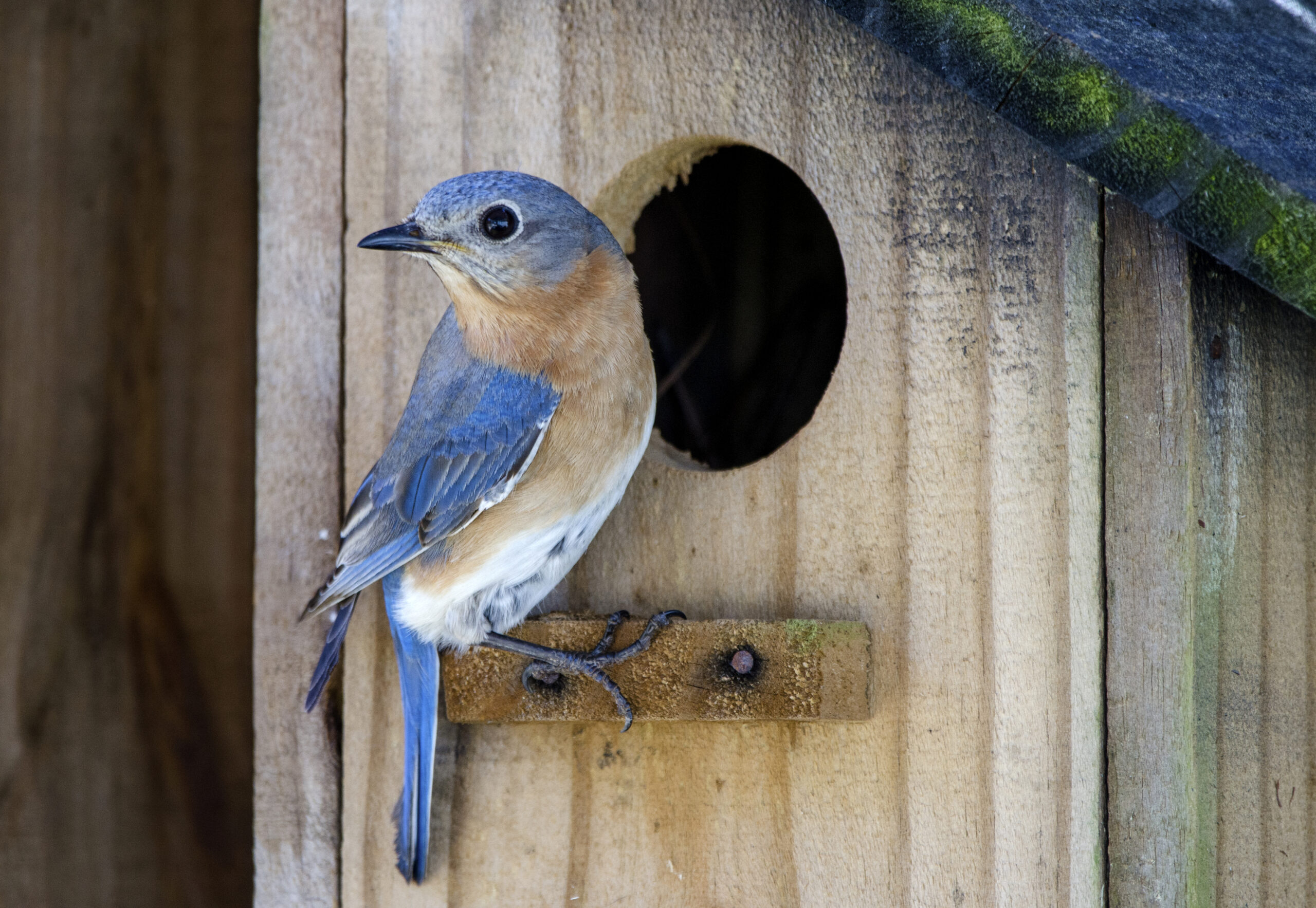 Types Of Birdhouses For Wild Birds - BackyardPatioLife