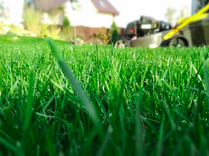 lawn care in the fall