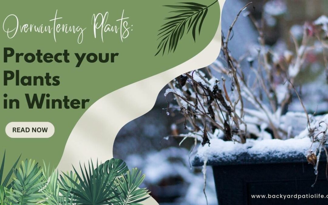 Title-Overwintering Plants Protect your Plants in Winter