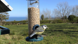 basics-of-winter-bird-feeding-tube-feeder