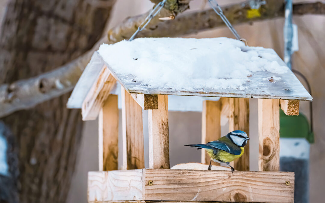 Feeding migratory birds in winter—What you should Know