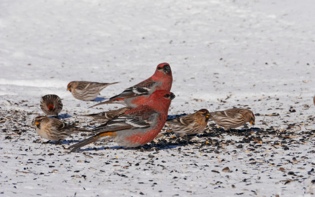 Basics of Winter Bird Feeding and How to Attract more Species