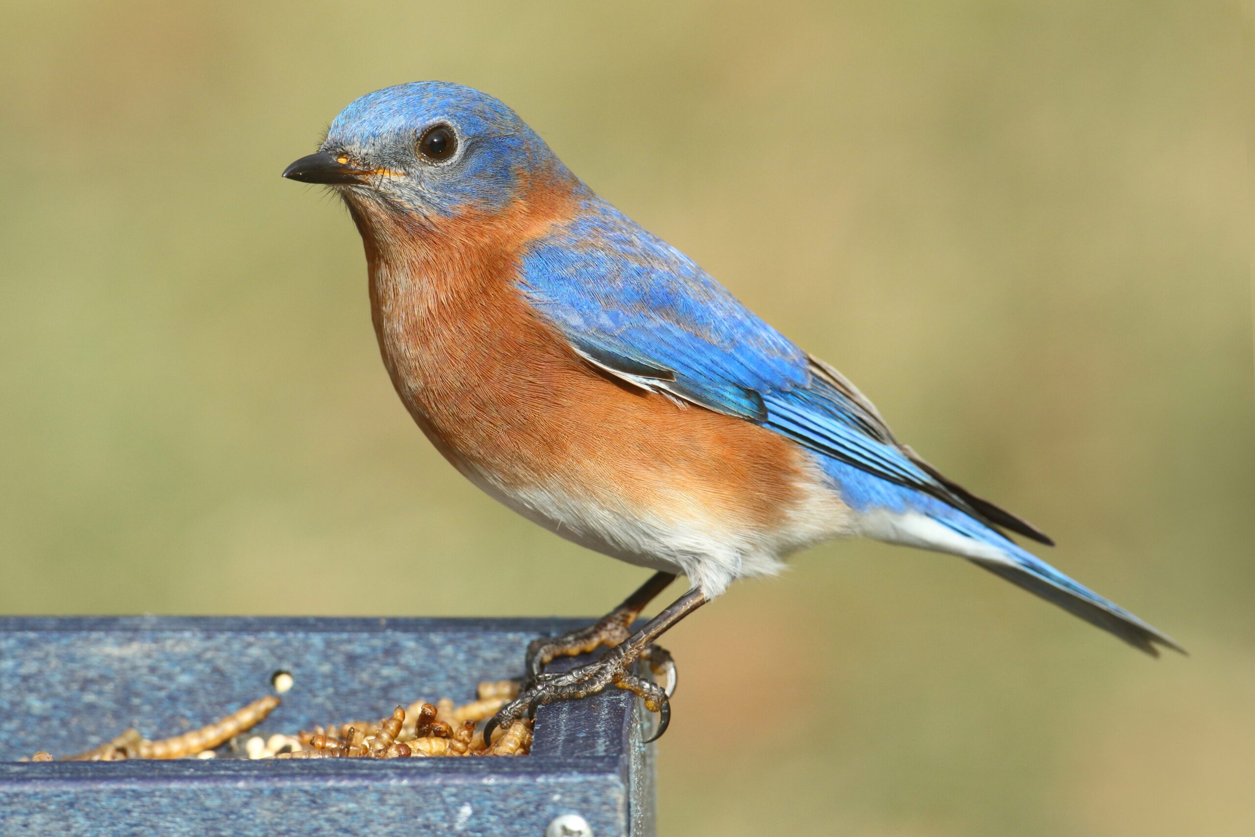 kinds of bird feeders