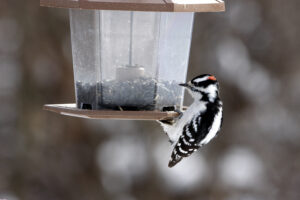 basics-of-winter-bird-feeding-hopper-feeder