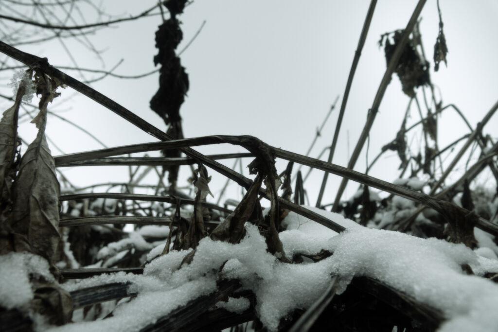 Overwintering Plants in Cold Canadian Climates - Featured Image