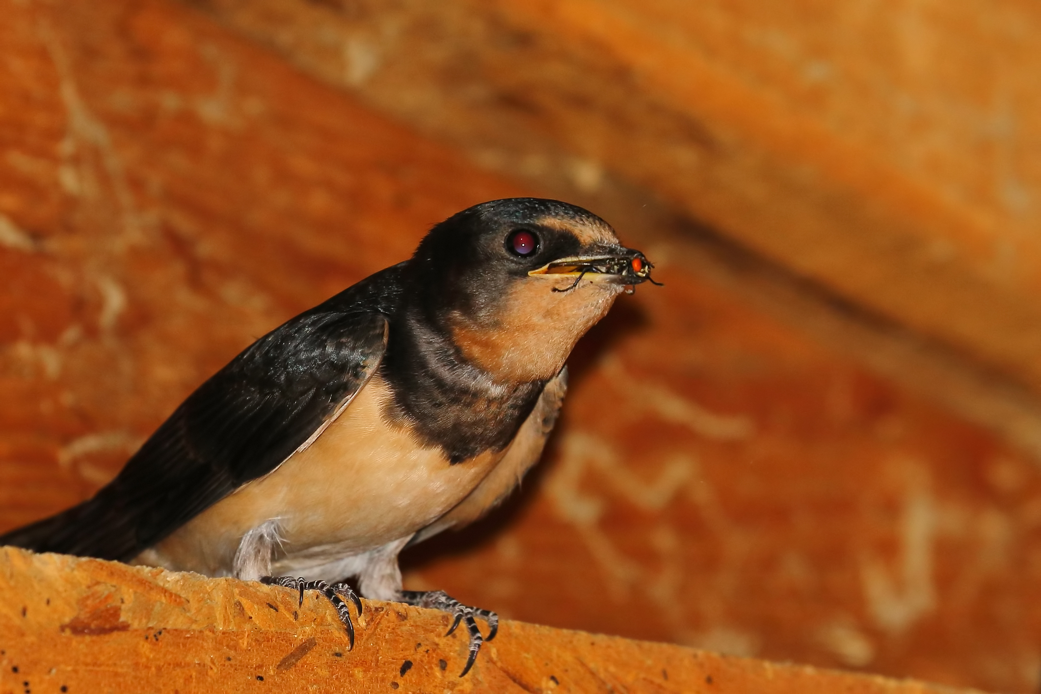 Barn Swallows