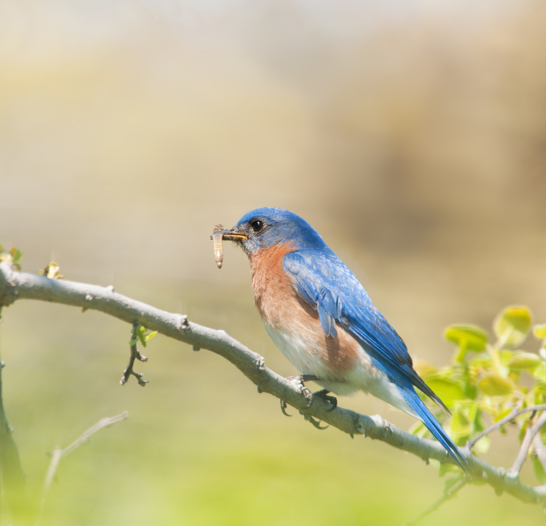 Bluebird Eating Mosquito