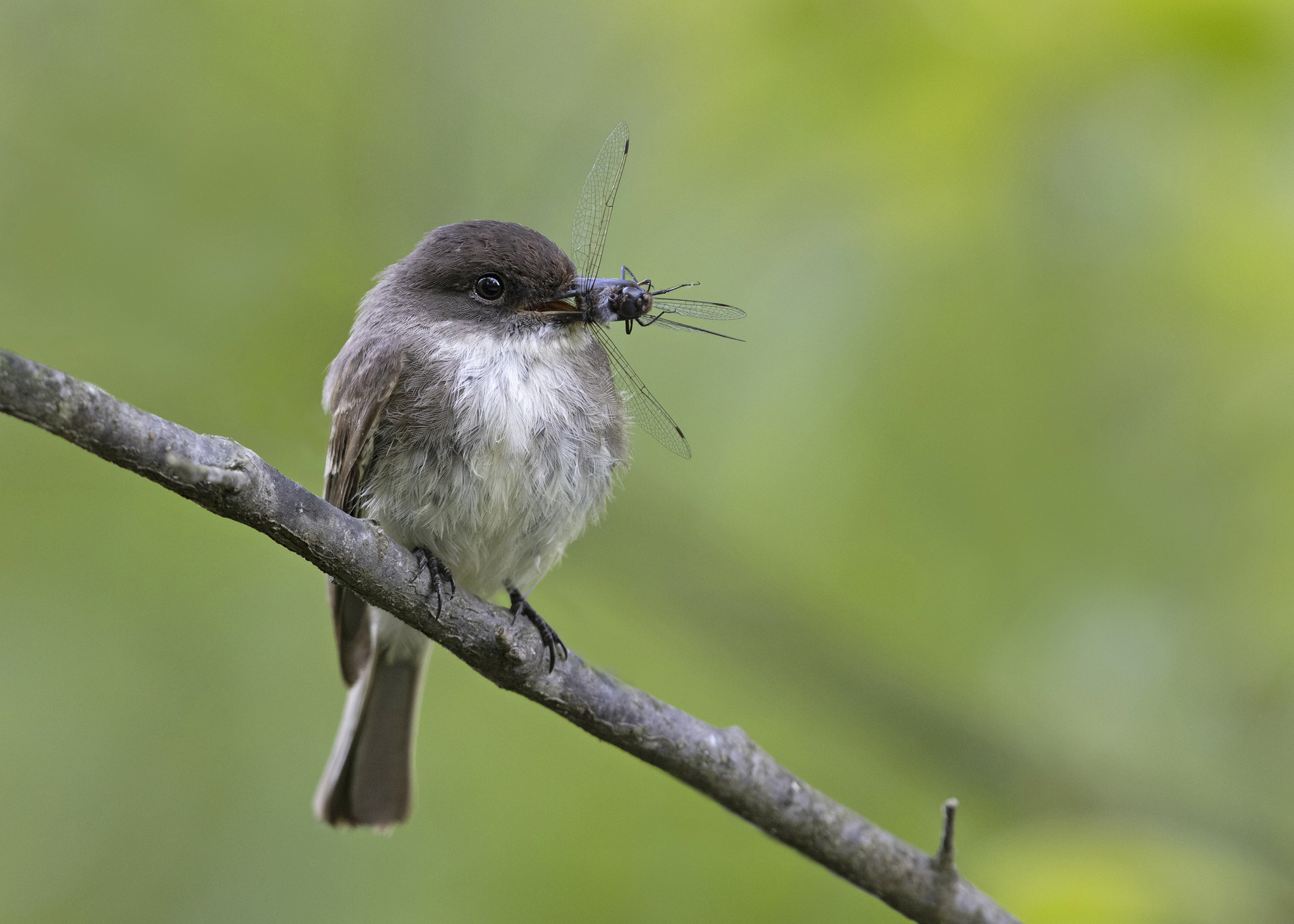 Blackpoll Warbler