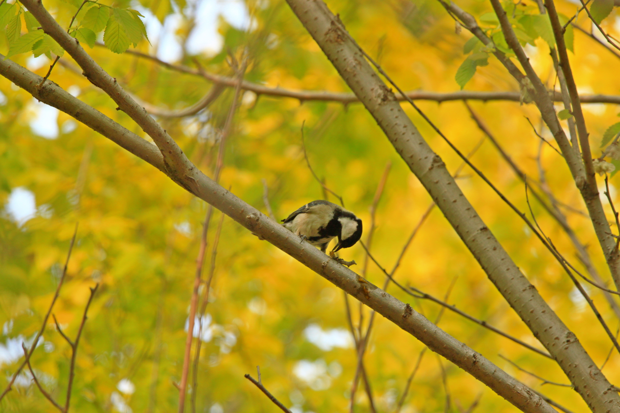 Great Tit