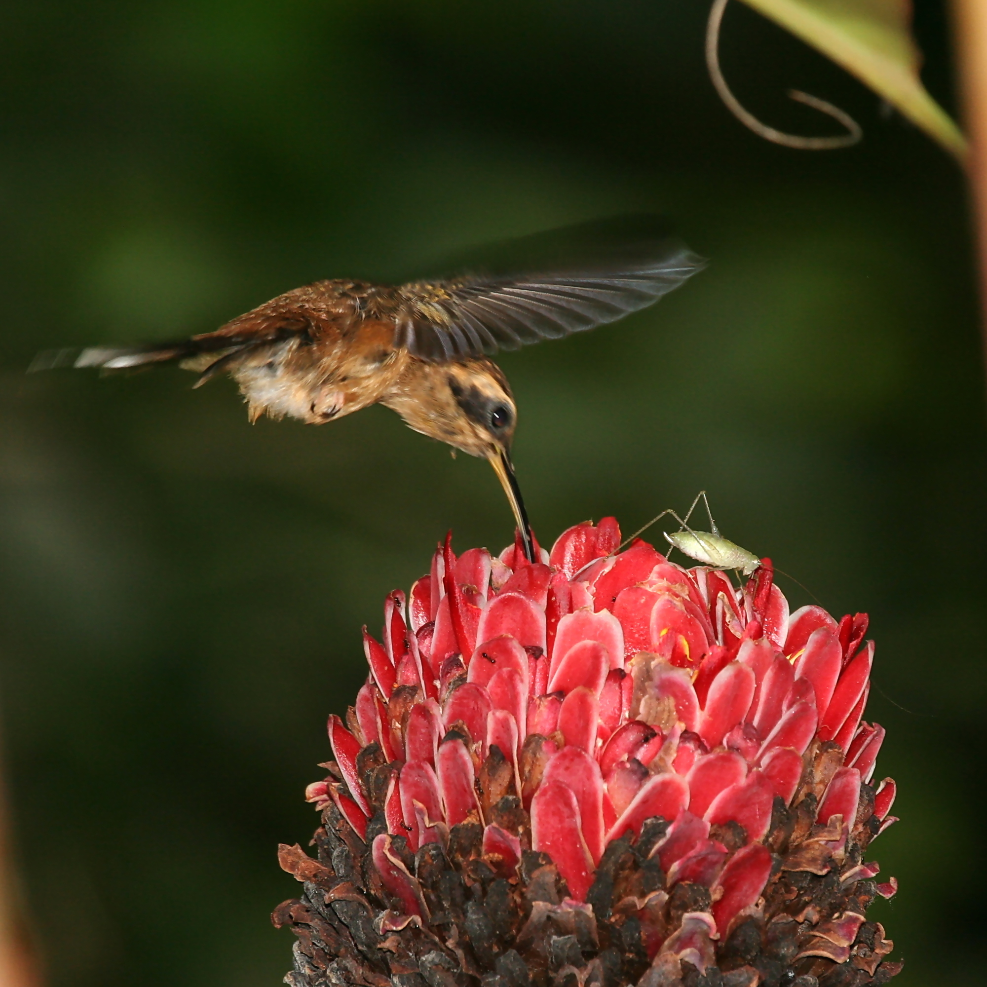 Hummingbird eat mosquitoes