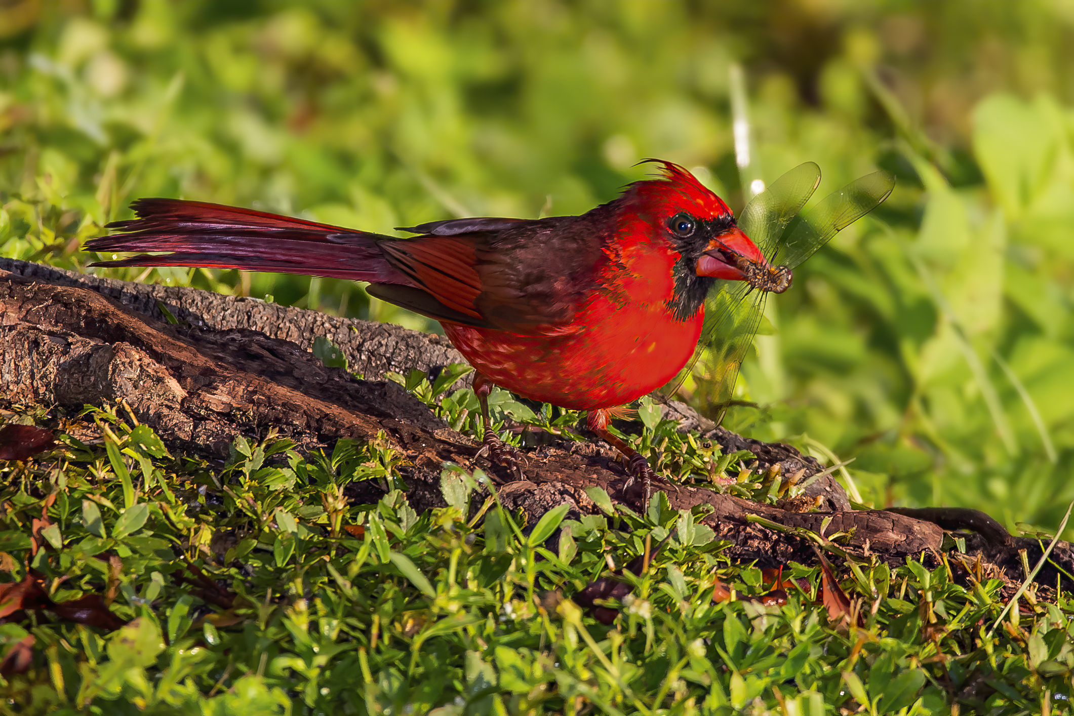 Northern Cardinal