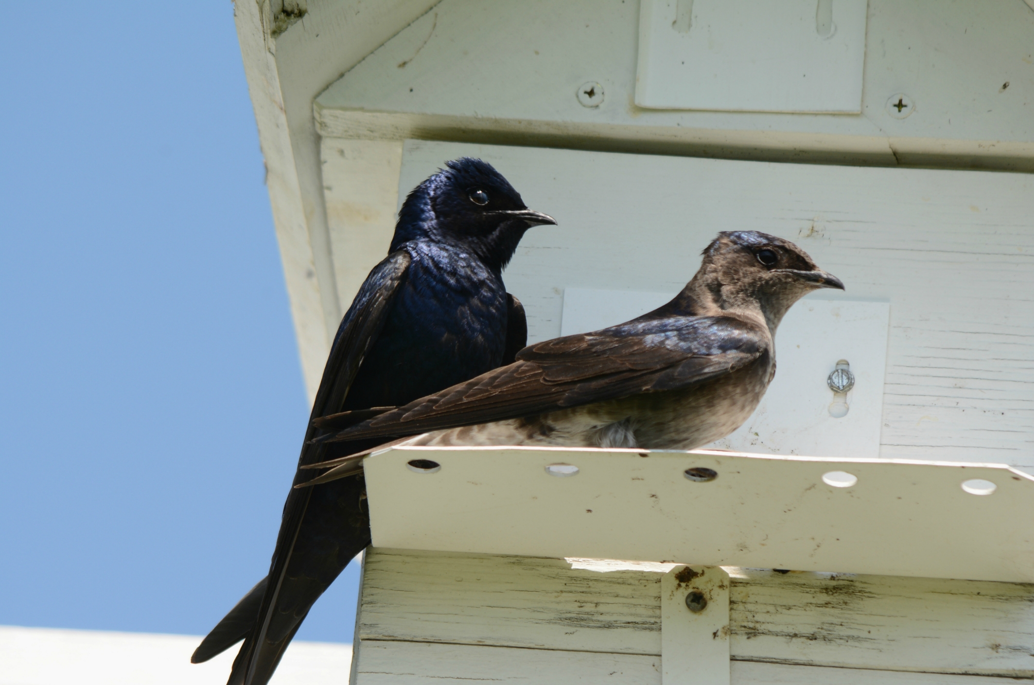 Purple Martins for Mosquitoes