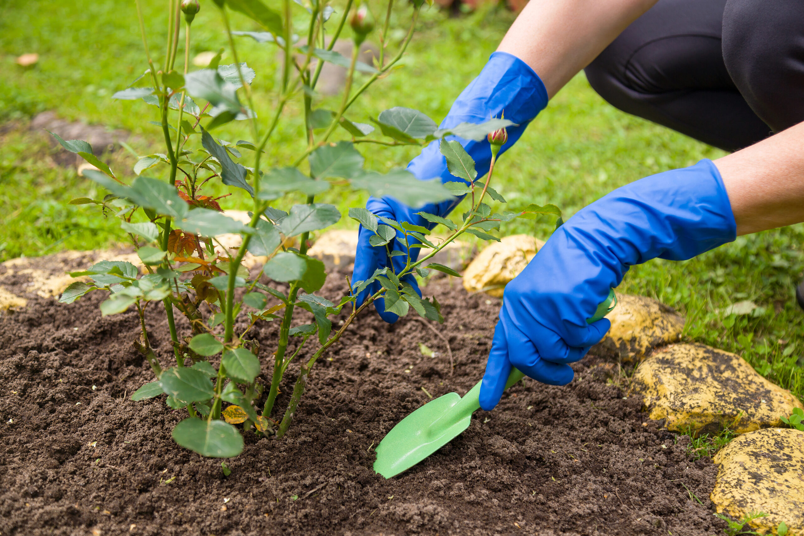 growing-rose-trees-history-planting-caring-pruning-tips