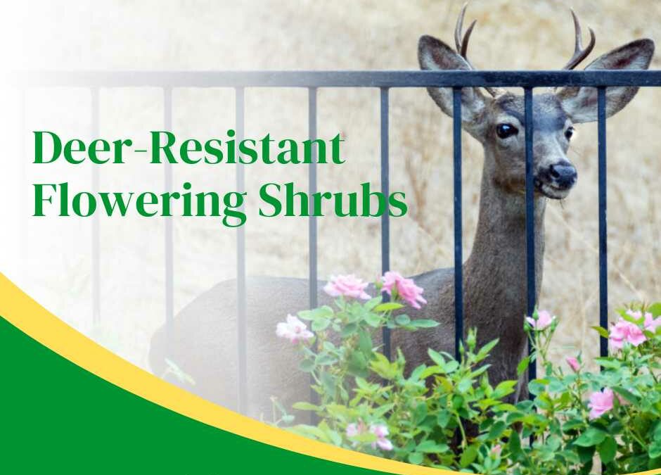 Deer-Resistant Flowering Shrubs