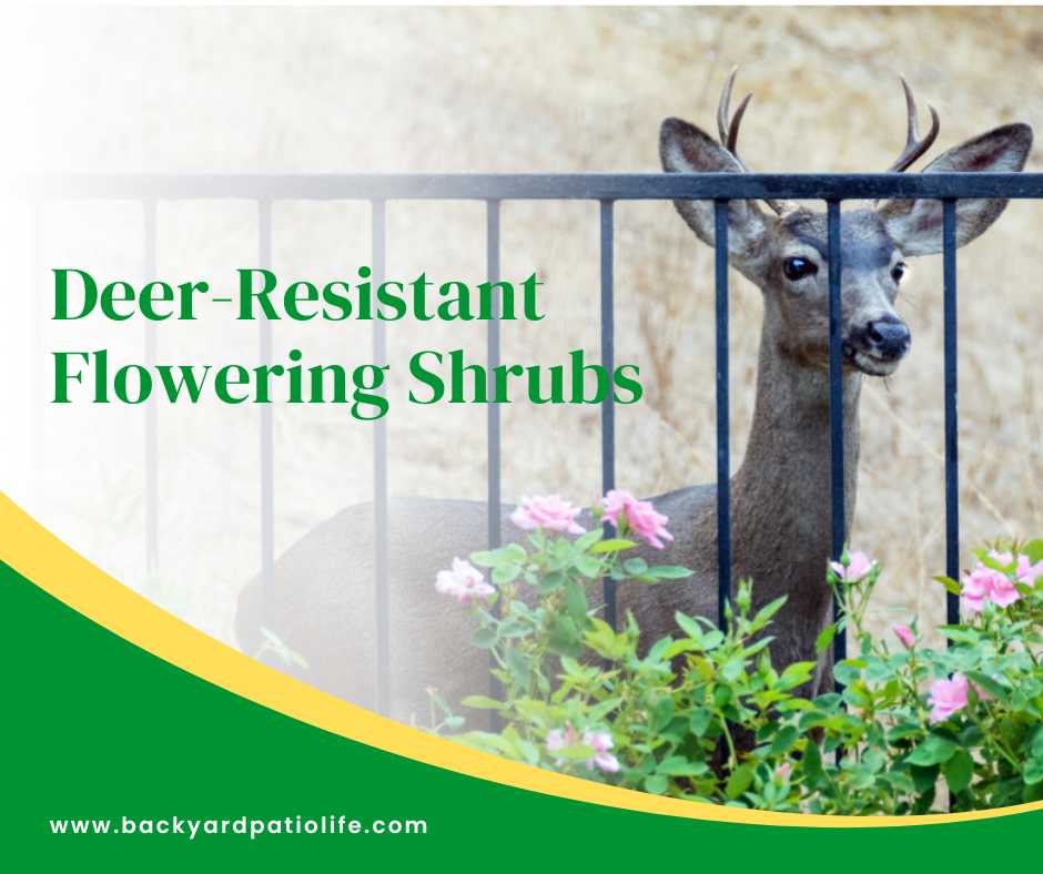 DeerResistant Flowering Shrubs BackyardPatioLife