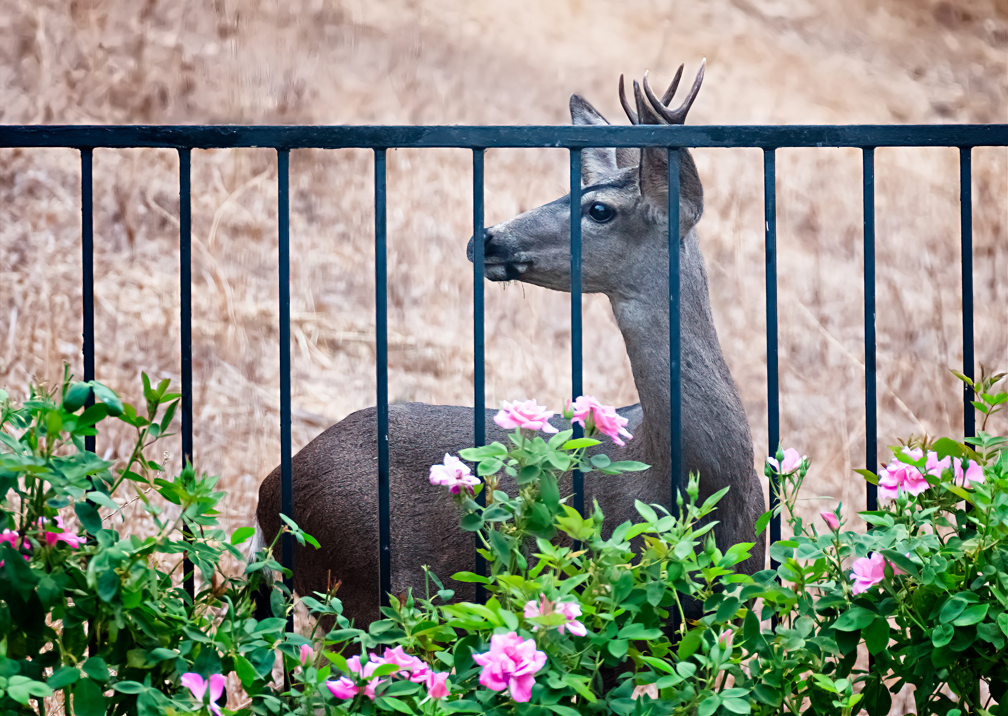 deer-resistant backyard flowering shrubs