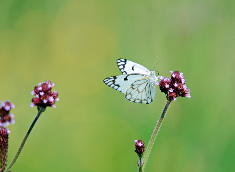 Create a Butterfly Garden