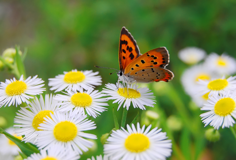 Create a Butterfly Garden