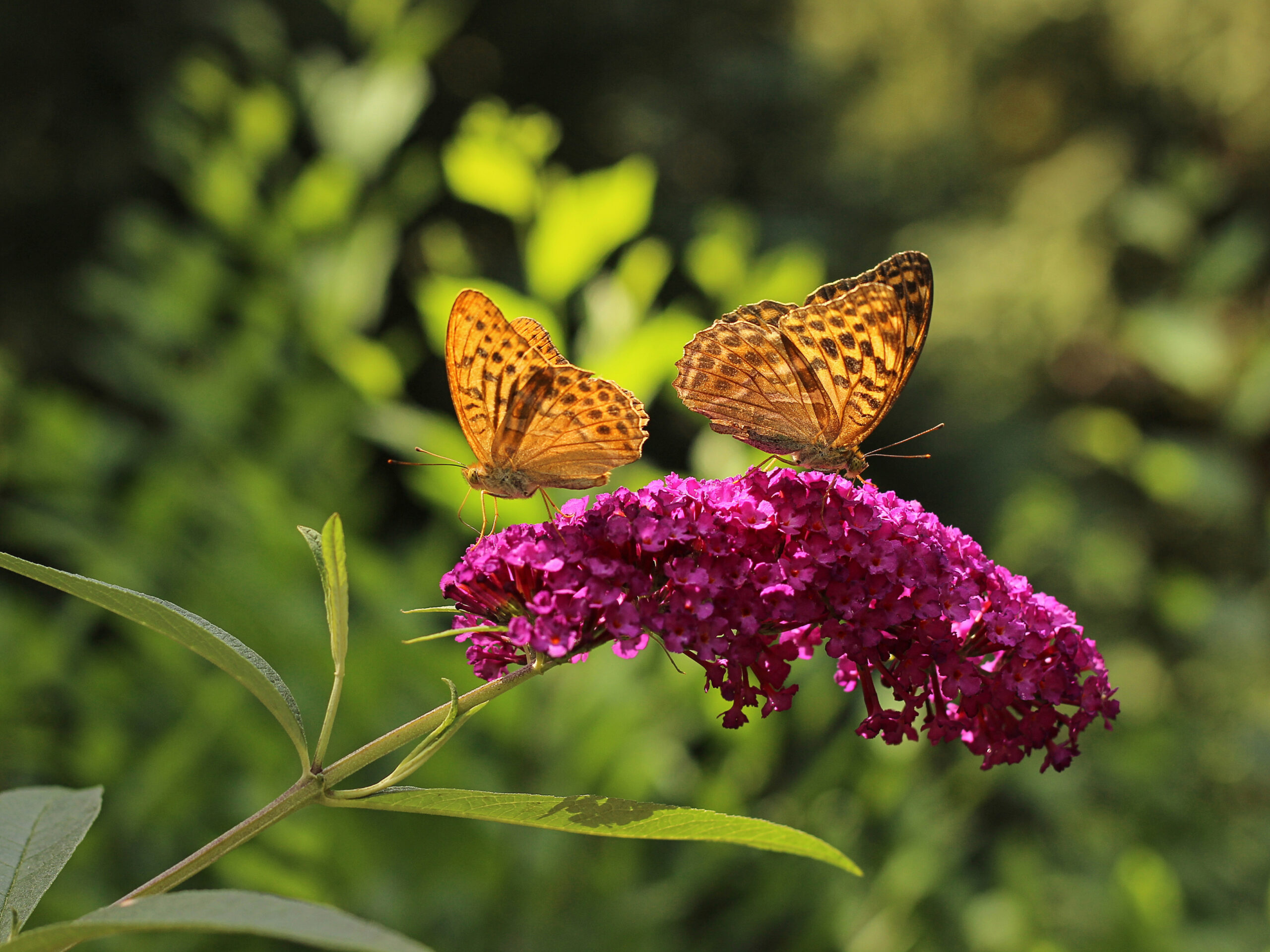 Plant butterfly bushes