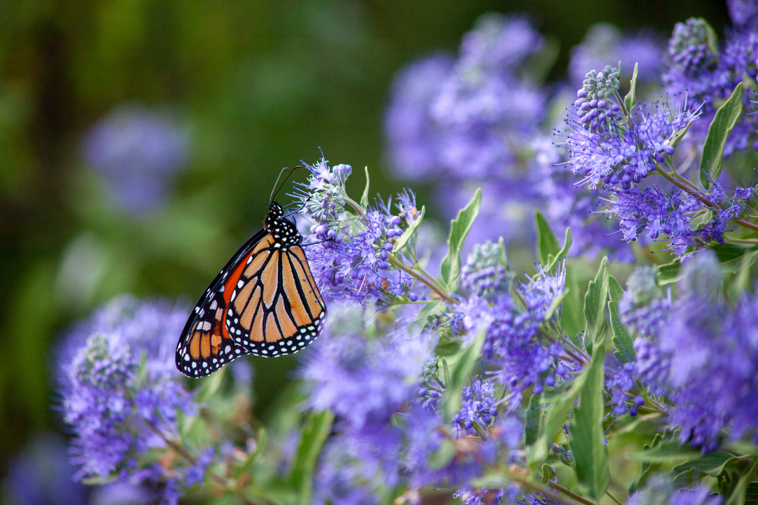 Plant butterfly bushes