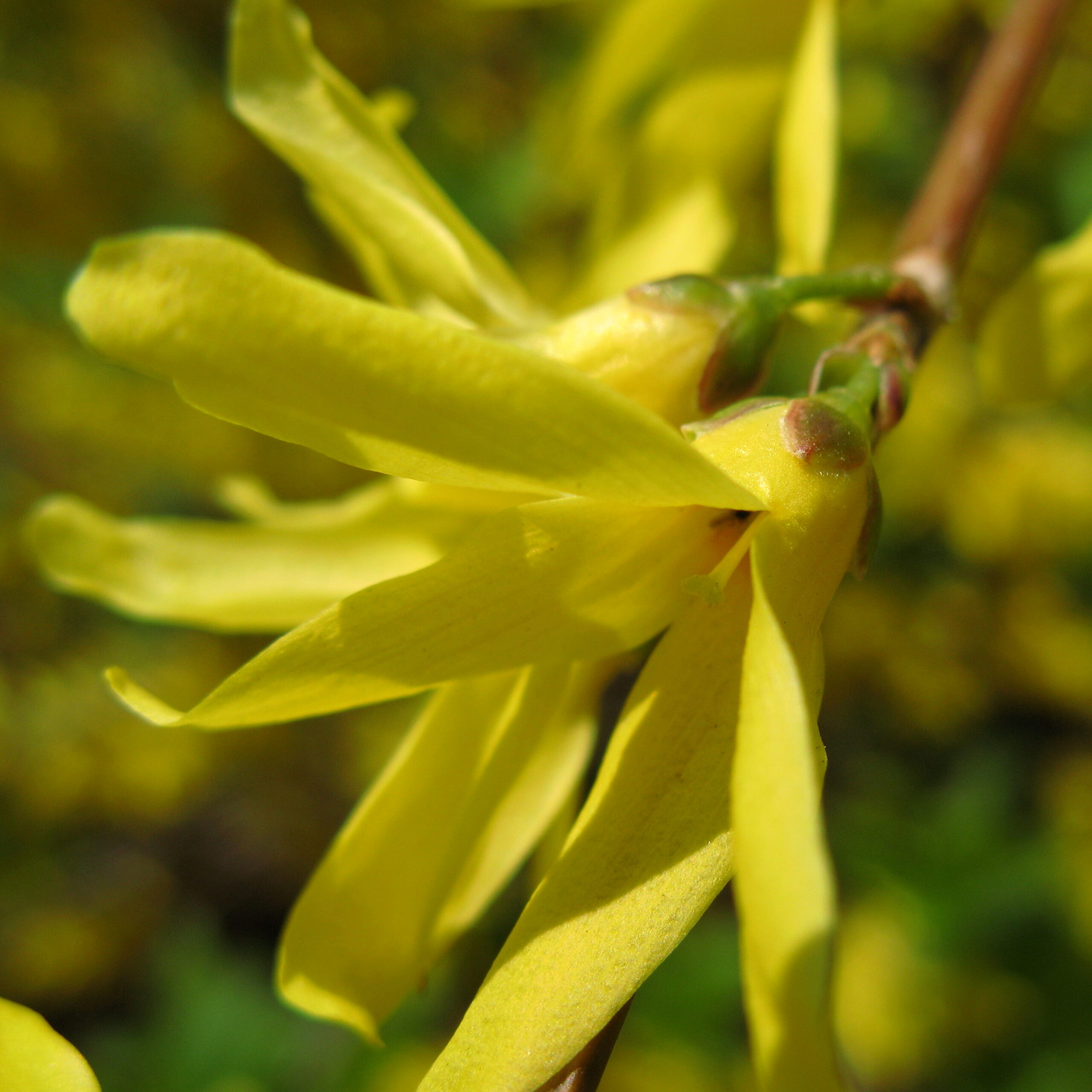 deer-resistant flowering shrubs