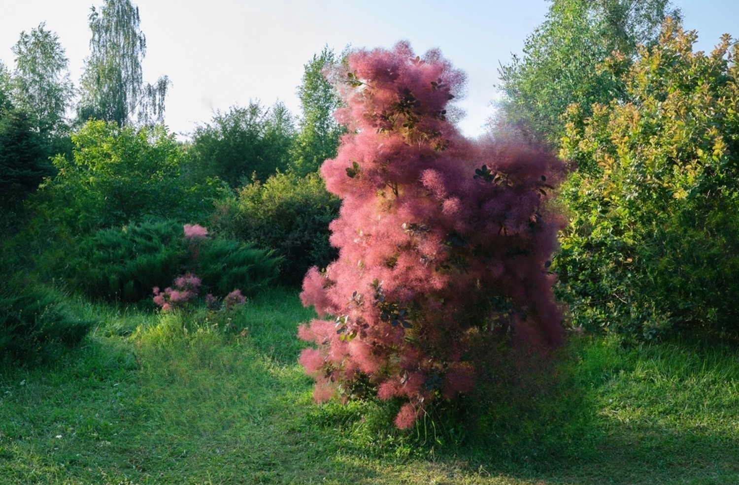 deer-resistant flowering shrubs