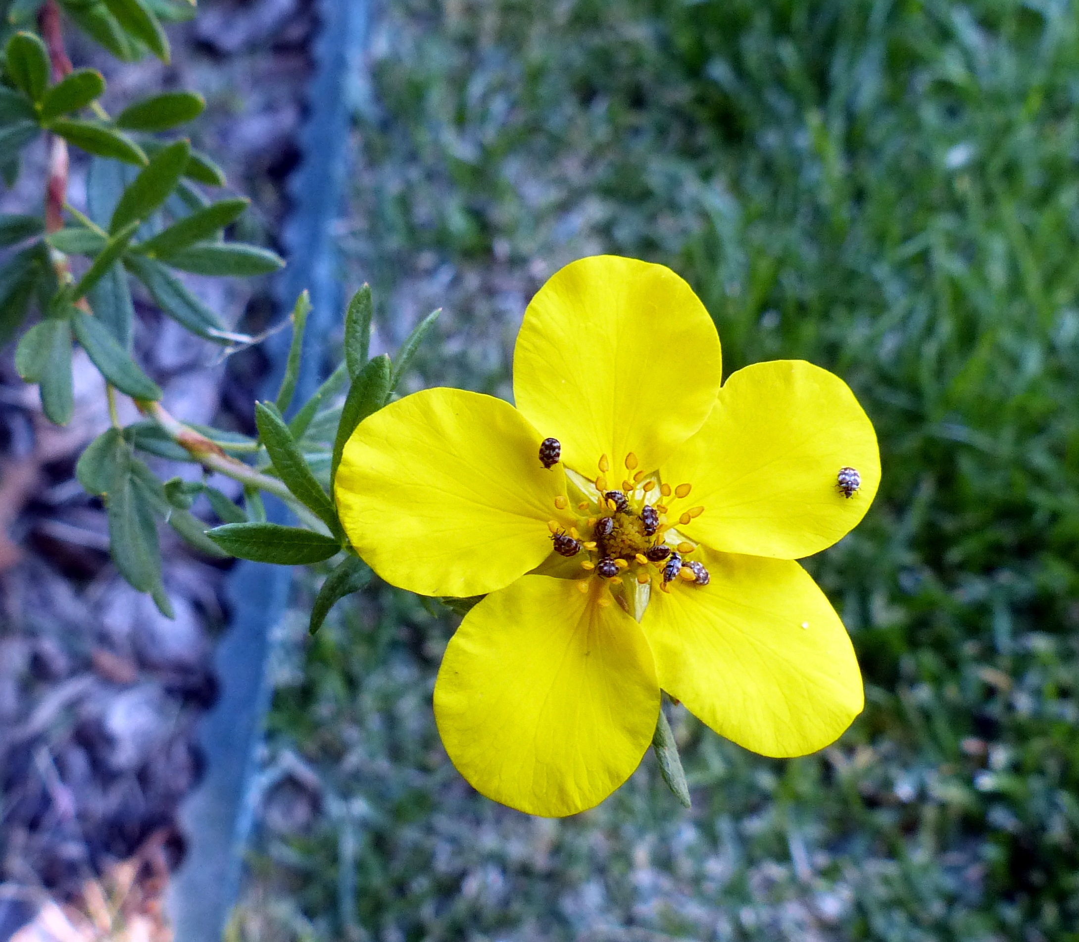 deer-resistant flowering shrubs