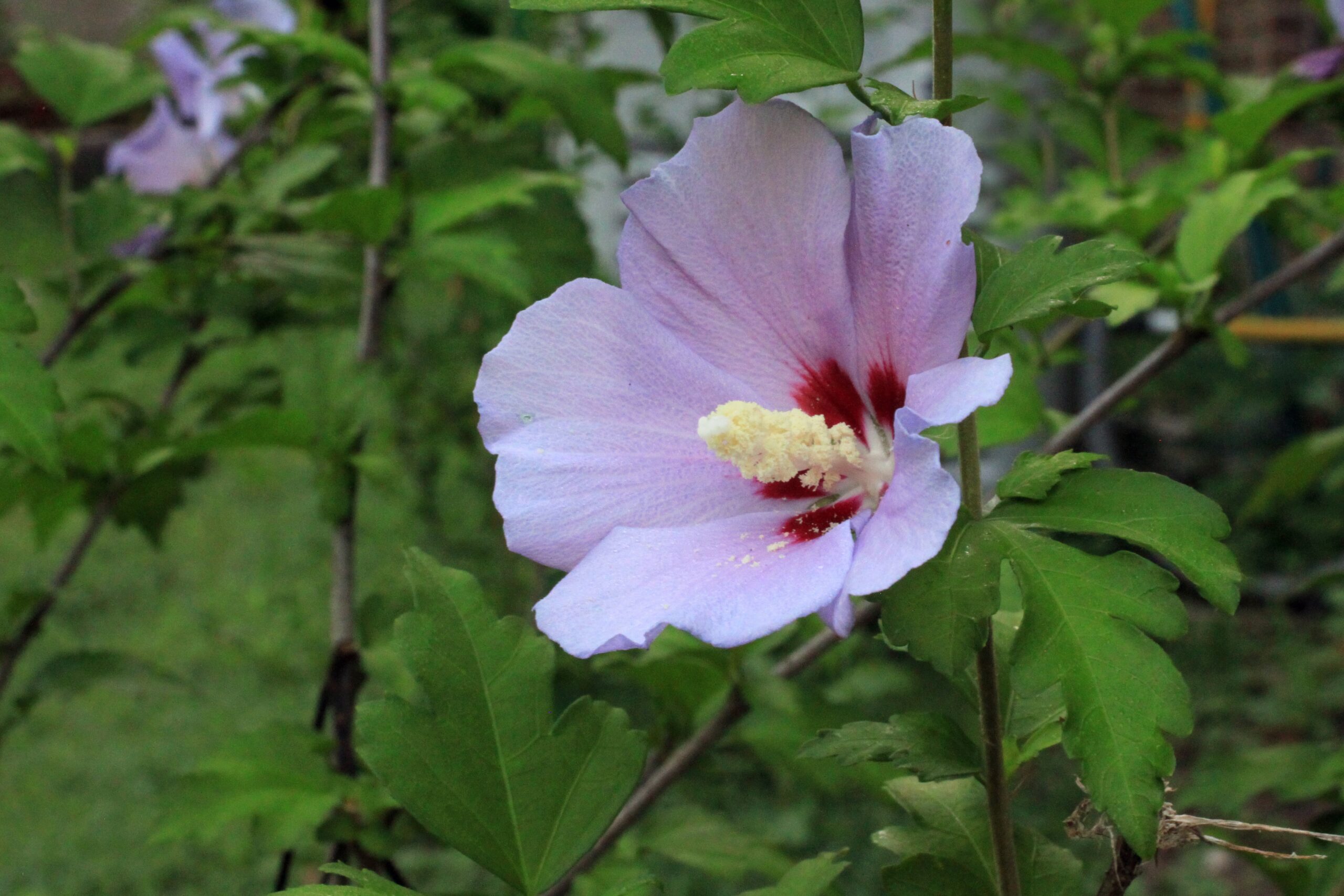 Rose of Sharon keeps some animals away