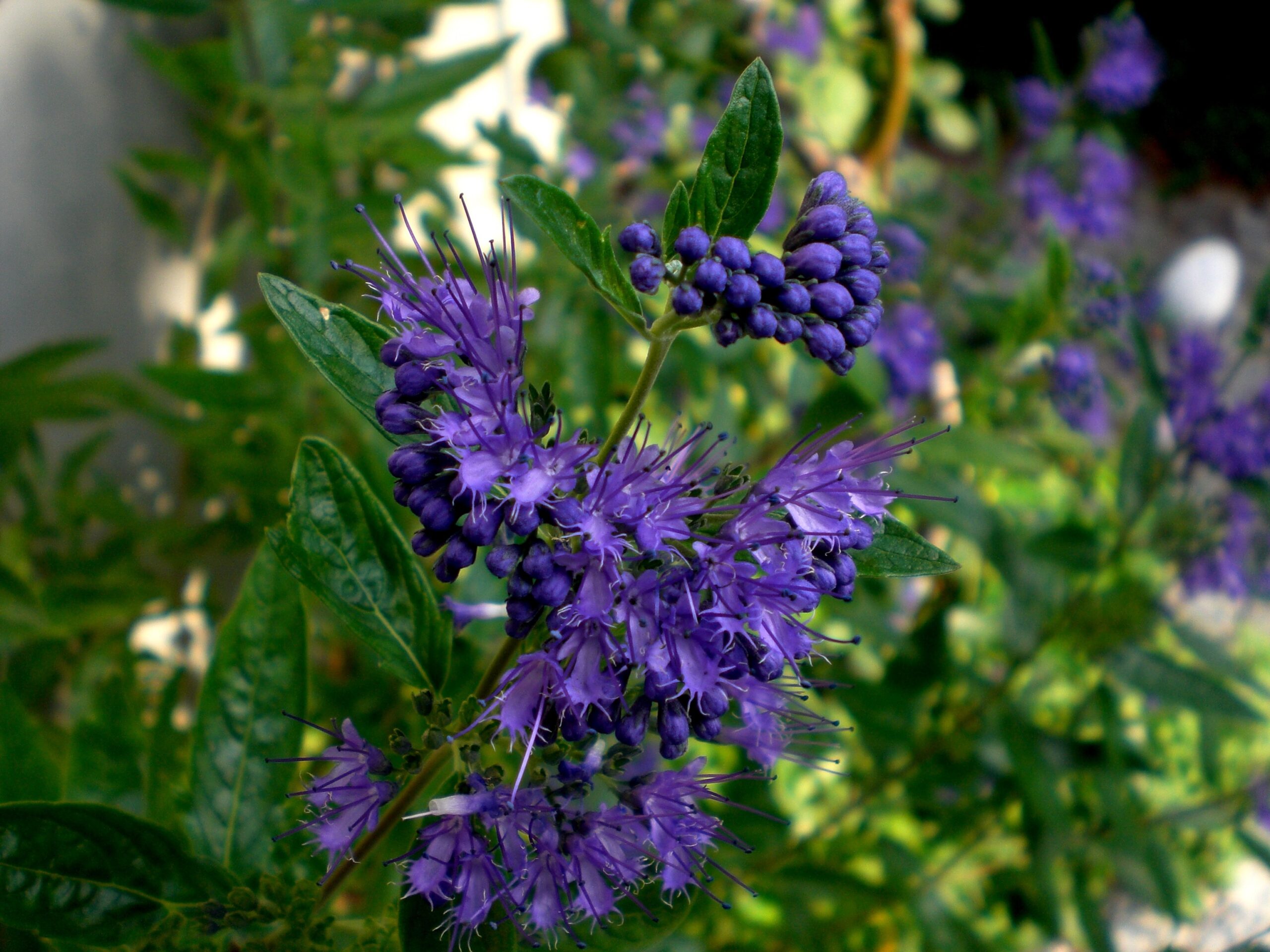 Buddleia