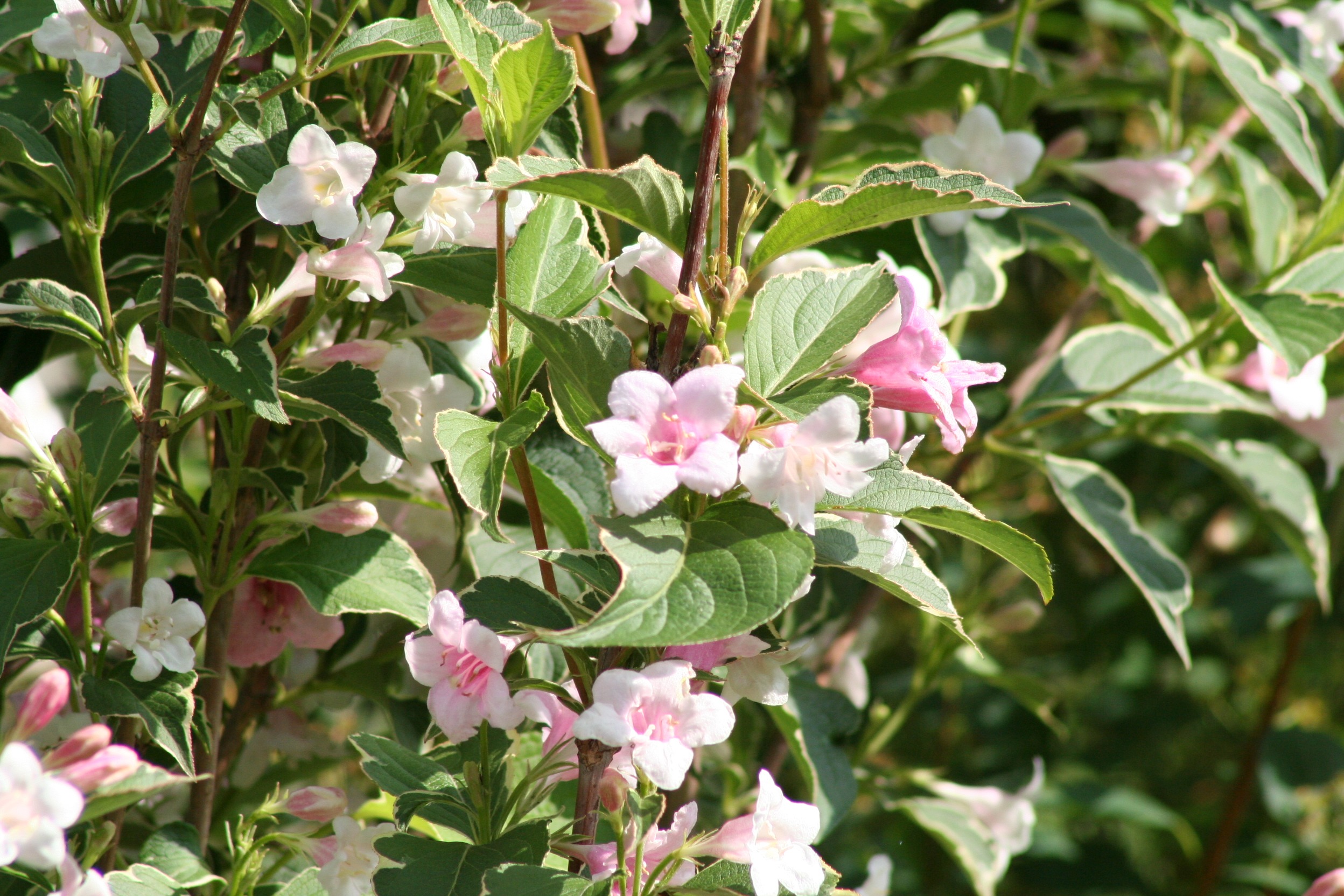 Weigela Flowering Bush