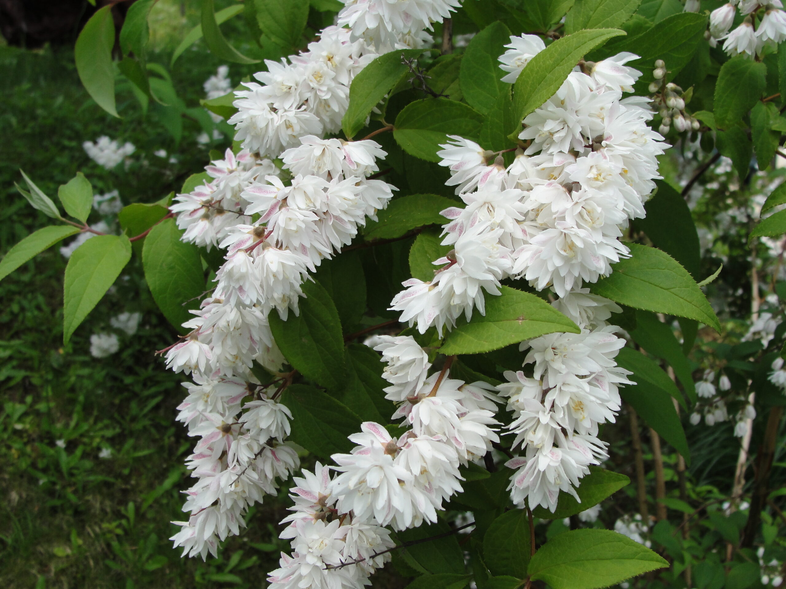 Deutzia Shrub