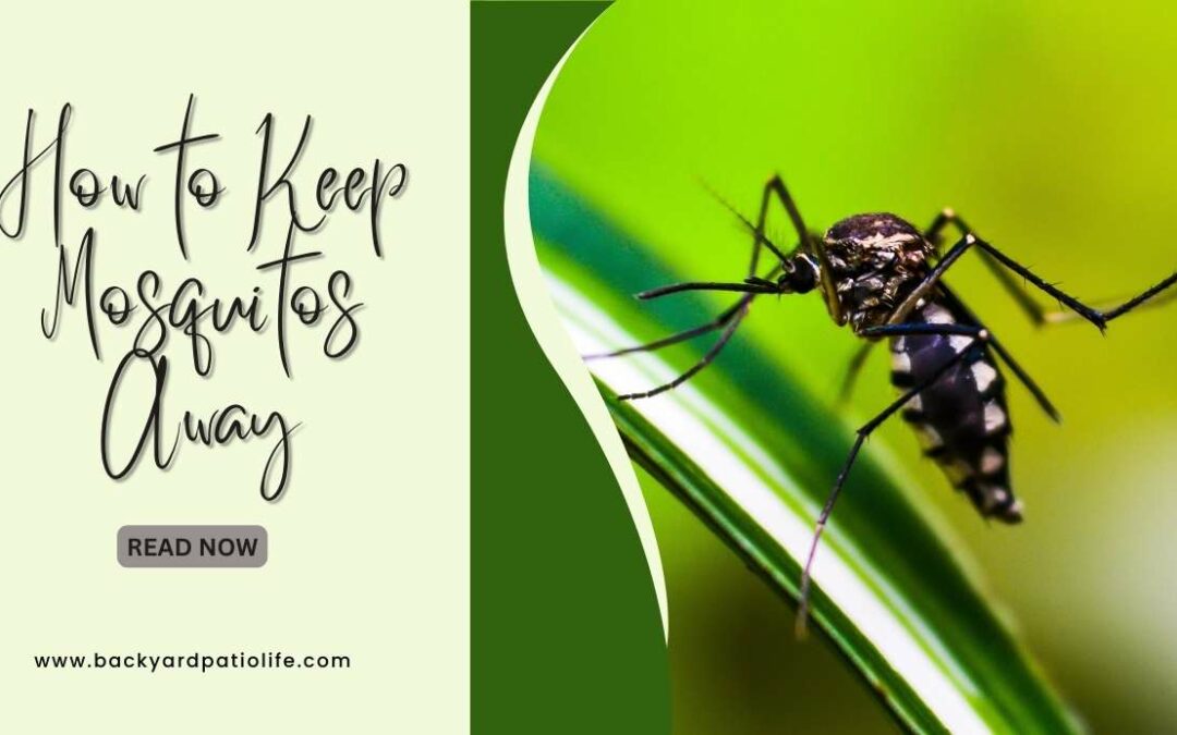 How to Keep Mosquitos Away