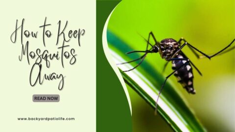 Title-How to Keep Mosquitos Away
