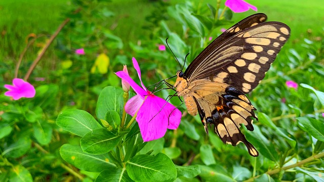 butterfly, impatiens, flower background