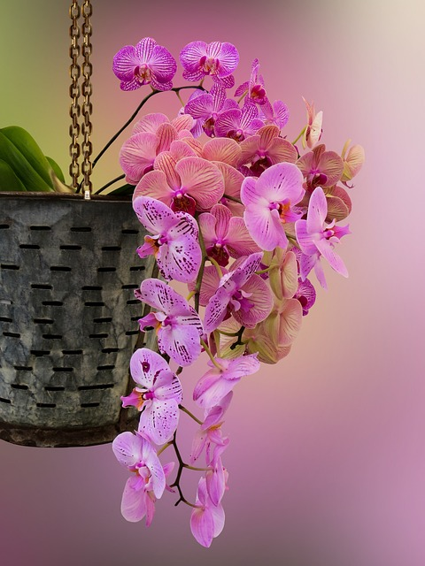 flower, flower background, orchid
