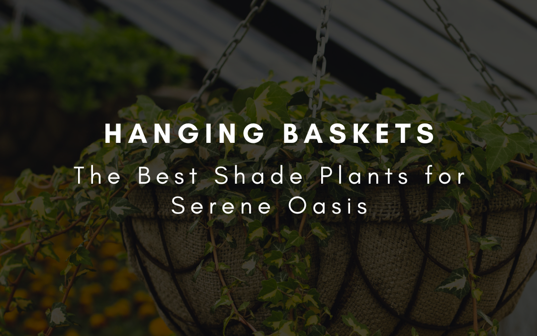 Hanging Baskets: The Best Shade Plants for Serene Oasis