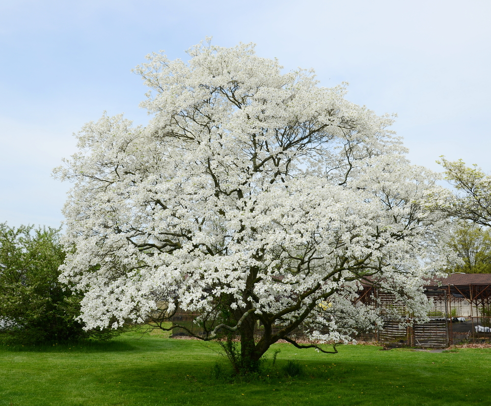 berries, branches, tree