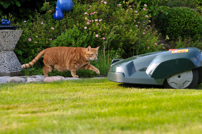Robotic mower and the cat / Flickr / Thriol